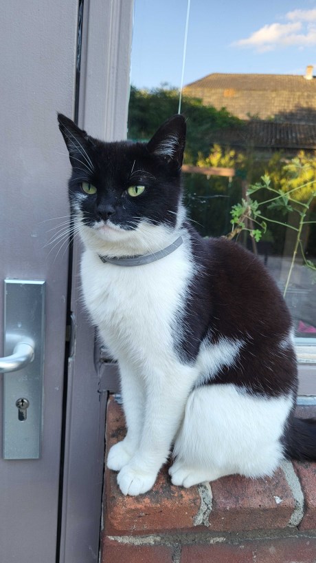 Kat Europese korthaar of huiskat