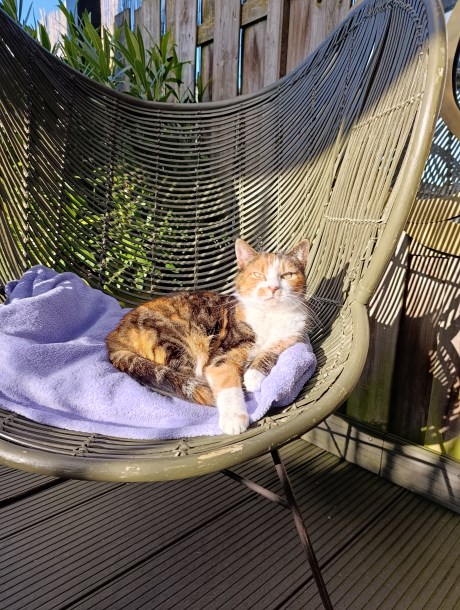 Kat Europese korthaar of huiskat