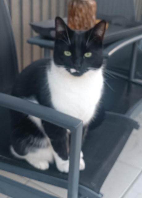 Kat Europese korthaar of huiskat