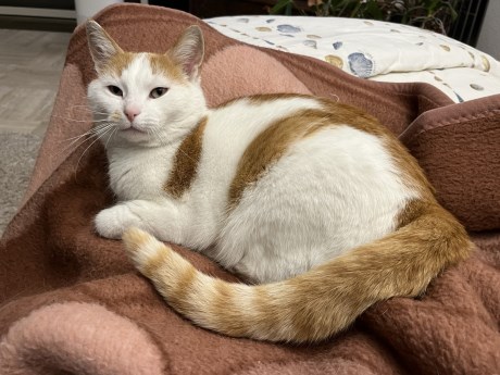 Kat Europese korthaar of huiskat