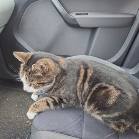 Kat Europese korthaar of huiskat