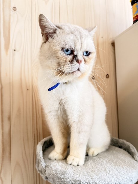 Kat Brits korthaar X