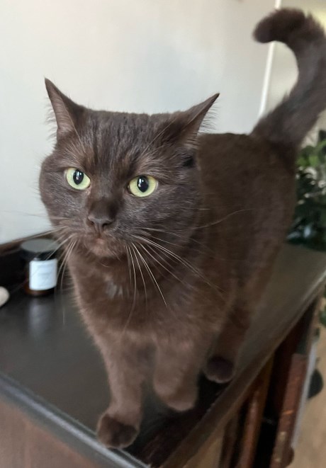 Kat Europese korthaar of huiskat