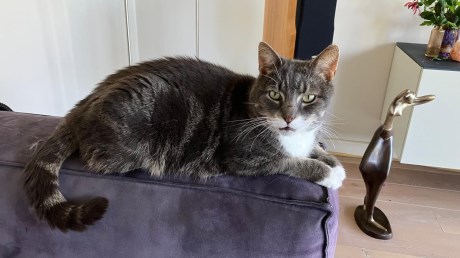 Kat Europese korthaar of huiskat