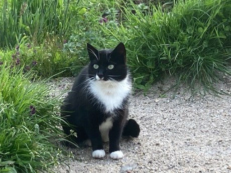 Kat Europese korthaar of huiskat