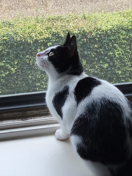 Kat Europese korthaar of huiskat