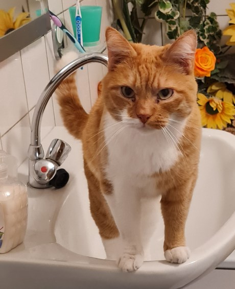 Kat Europese korthaar of huiskat