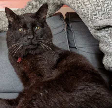 Kat Europese korthaar of huiskat