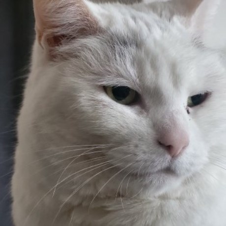 Kat Europese korthaar of huiskat