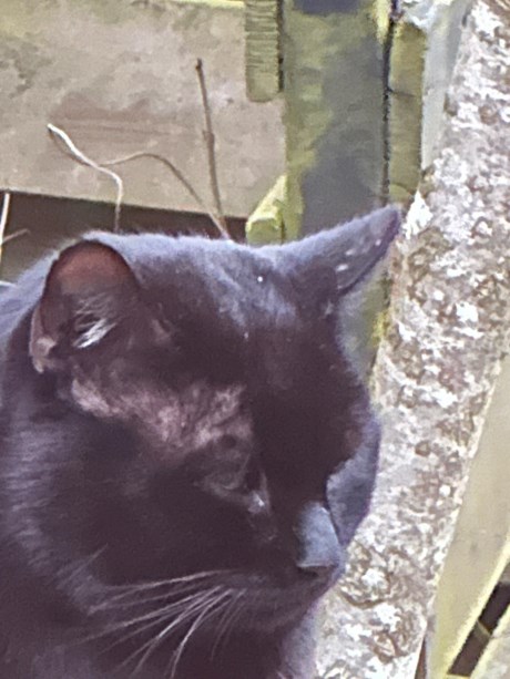 Kat Europese korthaar of huiskat