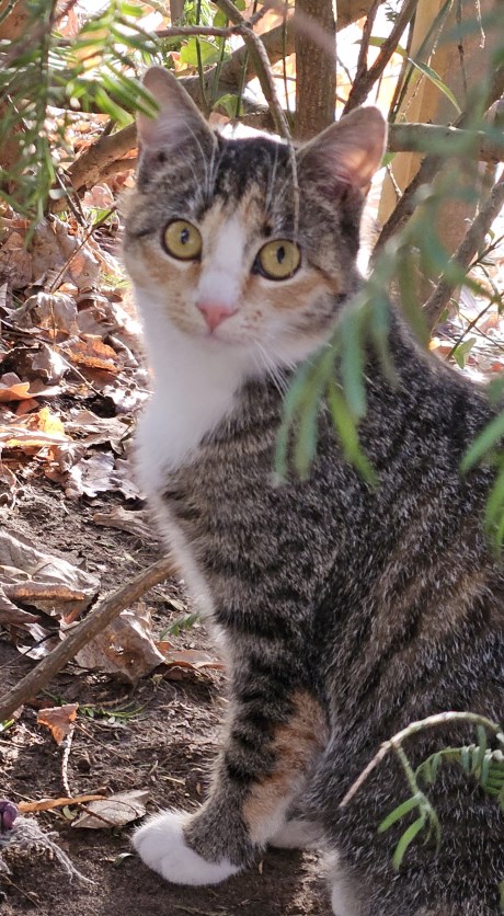 Kat Europese korthaar of huiskat