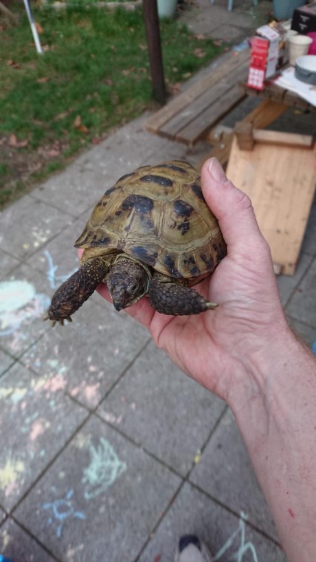 Reptiel Schildpad