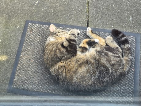 Kat Europese korthaar of huiskat