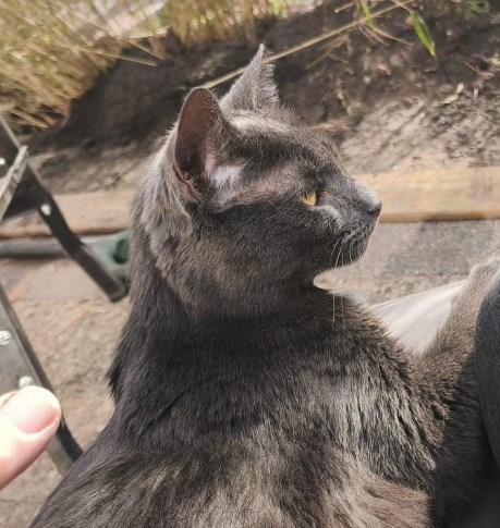 Kat Europese korthaar of huiskat