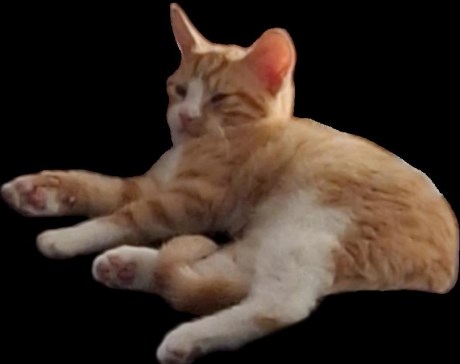 Kat Europese korthaar of huiskat