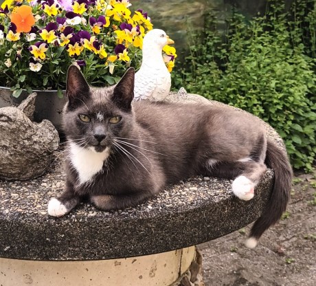 Kat Europese korthaar of huiskat