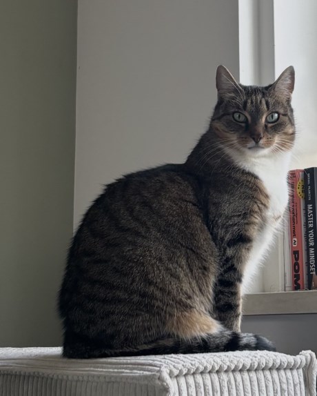 Kat Europese korthaar of huiskat