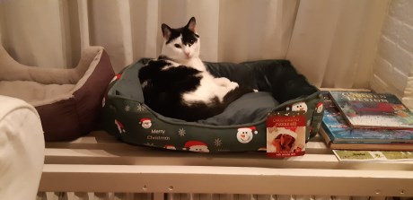 Kat Europese korthaar of huiskat