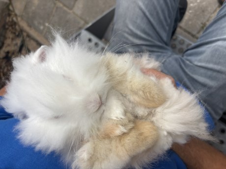 Knaagdier / Haasachtige Konijn