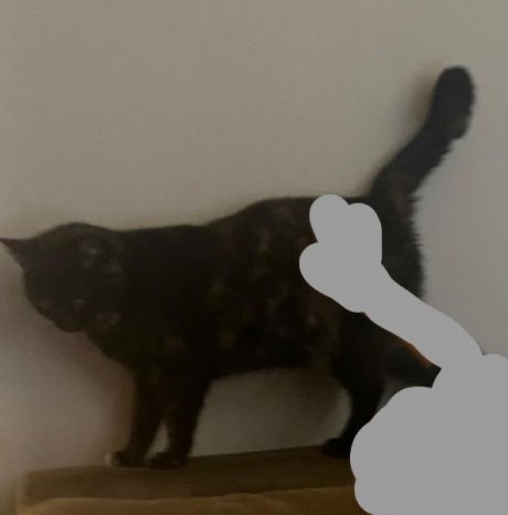 Kat Europese korthaar of huiskat