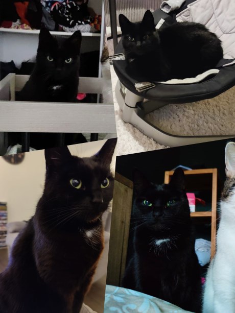 Kat Europese korthaar of huiskat