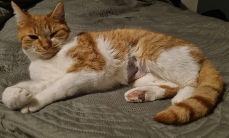 Kat Europese korthaar of huiskat