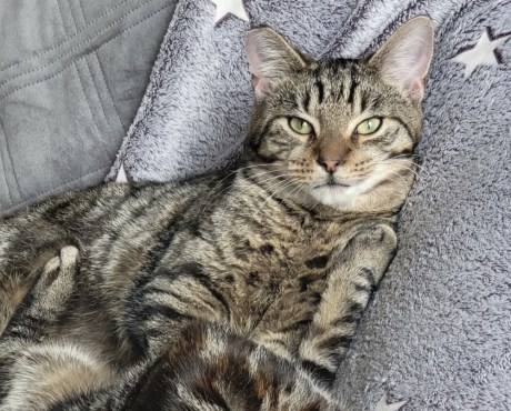 Kat Europese korthaar of huiskat