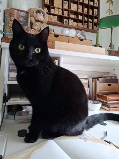 Kat Europese korthaar of huiskat