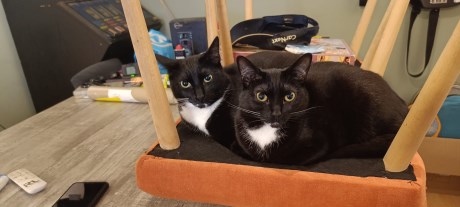 Kat Europese korthaar of huiskat