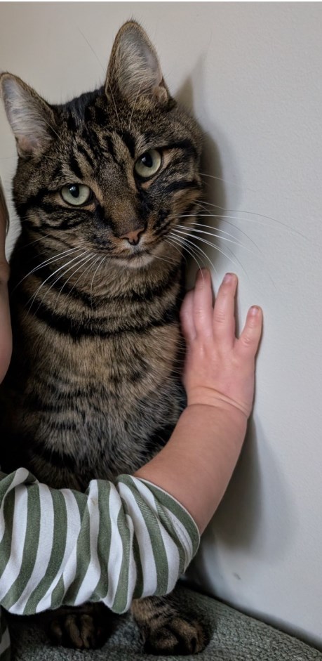 Kat Europese korthaar of huiskat