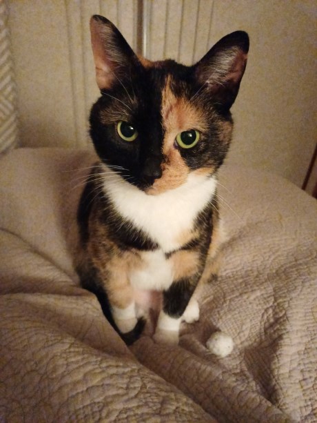 Kat Europese korthaar of huiskat