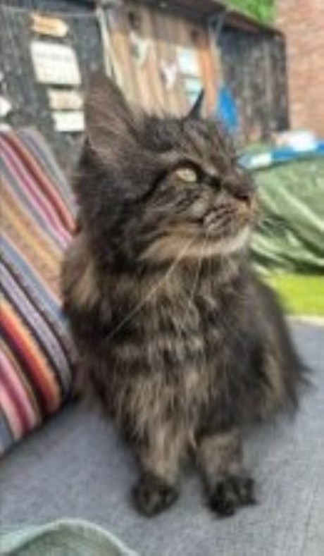 Kat Europese korthaar of huiskat