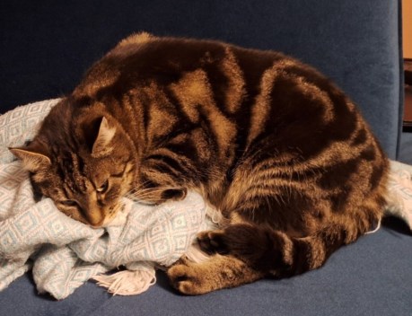 Kat Europese korthaar of huiskat