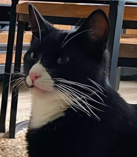 Kat Europese korthaar of huiskat