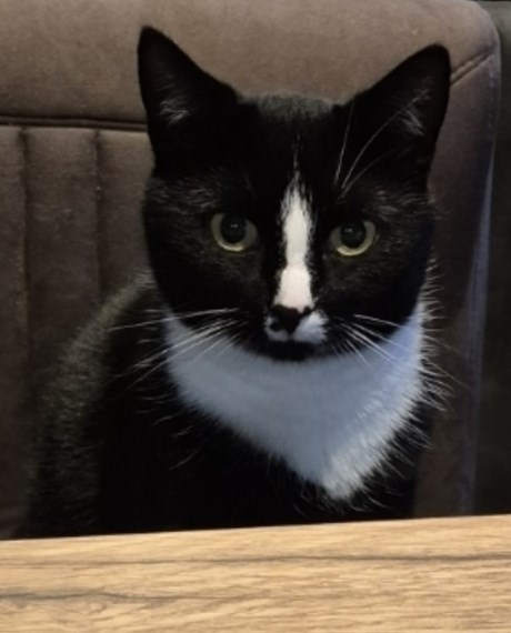 Kat Europese korthaar of huiskat