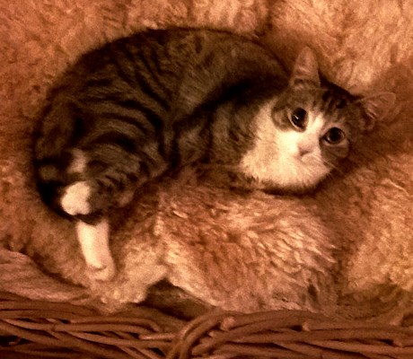 Kat Europese korthaar of huiskat