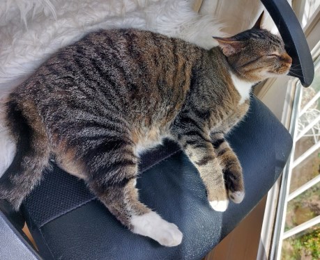 Kat Europese korthaar of huiskat