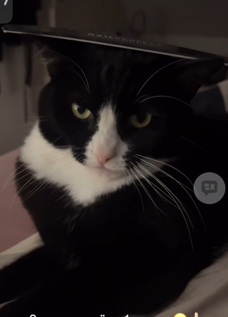 Kat Europese korthaar of huiskat