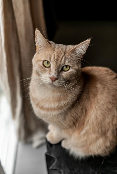 Kat Brits korthaar X