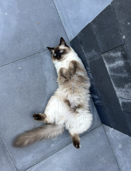 Kat Ragdoll