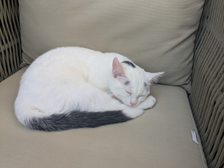 Kat Europese korthaar of huiskat