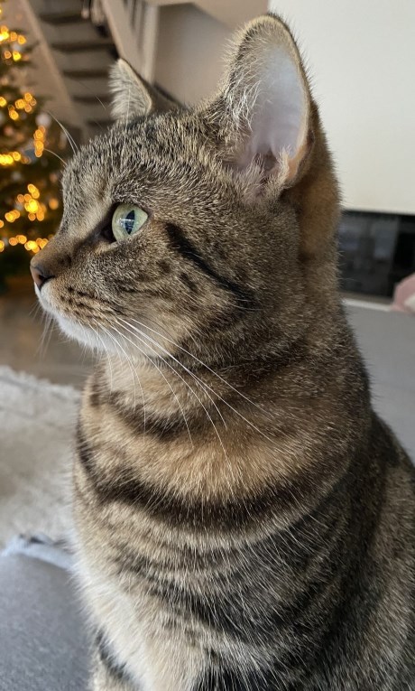 Kat Brits korthaar X