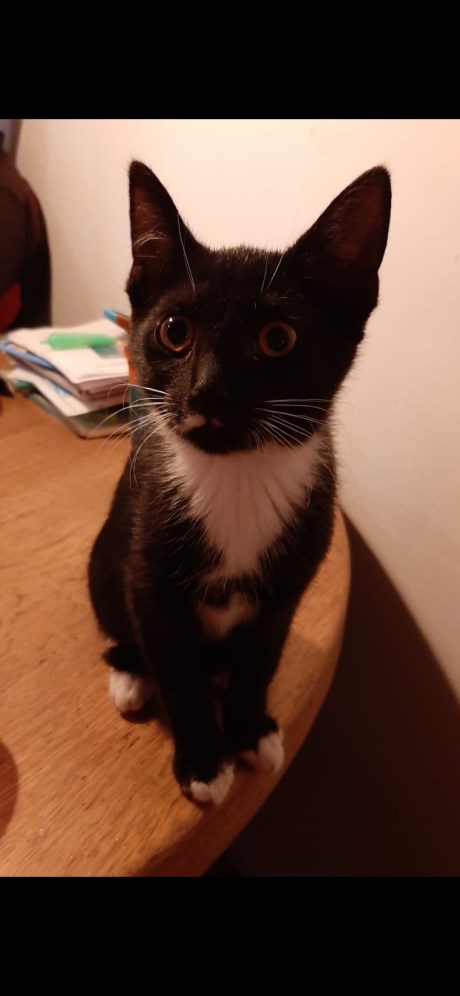 Kat Europese korthaar of huiskat