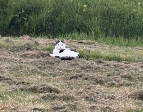 Kat Europese korthaar of huiskat