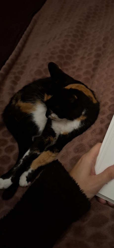 Kat Europese korthaar of huiskat