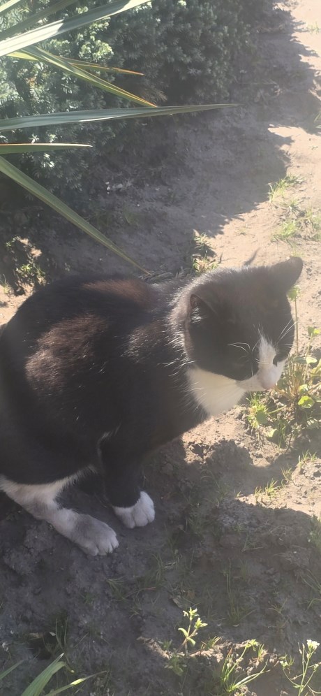 Kat Europese korthaar of huiskat