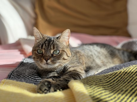 Kat Europese korthaar of huiskat