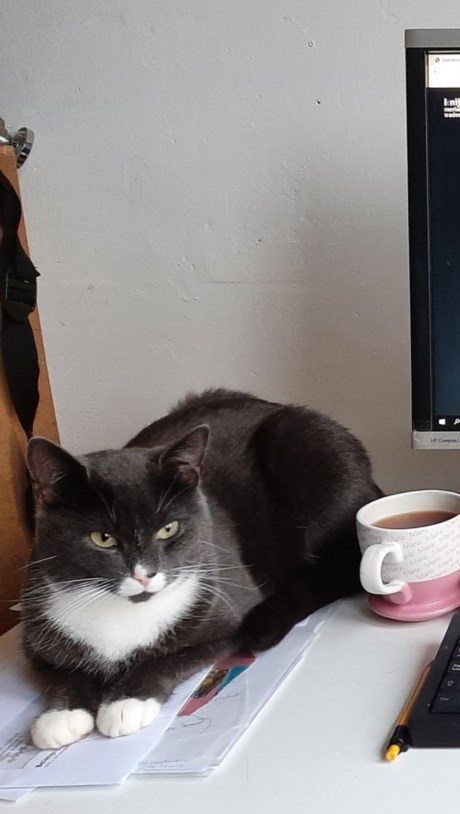 Kat Europese korthaar of huiskat