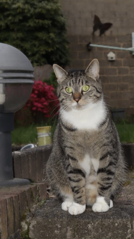 Kat Europese korthaar of huiskat