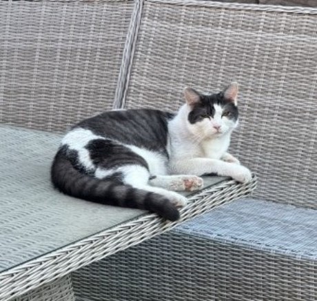 Kat Europese korthaar of huiskat